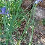 Iris latifolia Habit