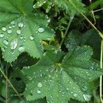 Alchemilla vulgaris Blad