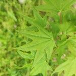 Acer pictum برگ