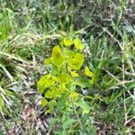 Euphorbia biumbellata Fleur