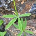 Trifolium lupinaster Hostoa