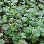 Claytonia sibirica অভ্যাস