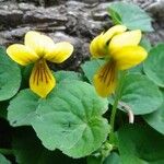 Viola glabella Bloem