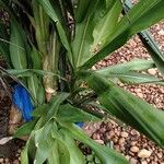 Dracaena arborea Hoja