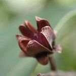 Agarista salicifolia Fruto