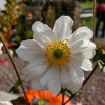 Anemone sylvestrisফুল