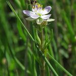 Spergularia media Leaf