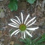 Echinacea sanguinea Flor