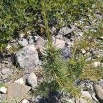 Larix occidentalis Hoja