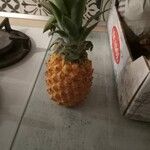 Ananas comosus Plod