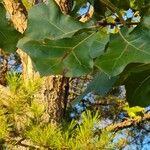 Quercus marilandica Hoja
