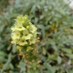 Sideritis syriaca 花