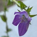 Triodanis perfoliata Blomma