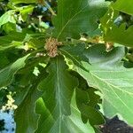 Quercus dentata Folha