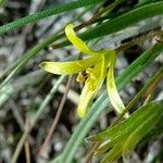 Gagea villosa Flower