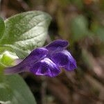 Scutellaria tuberosa Flor