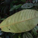 Pouteria bangii Leaf