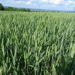 Triticum aestivum Plante entière