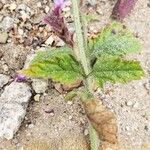 Verbena lasiostachys Yaprak