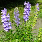 Scutellaria baicalensis Flor