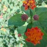 Lantana trifolia Leaf