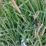 Plantago crassifolia Hábito