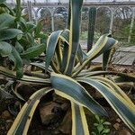 Agave americana Агульны выгляд