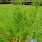 Artemisia annua موطن