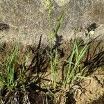 Polypogon viridis Staniste