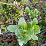 Salix glauca Hoja