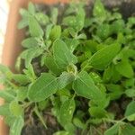 Chenopodium vulvaria Leaf