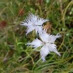 Dianthus hyssopifolius Flor