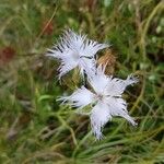 Dianthus hyssopifolius Blüte