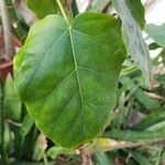 Ficus abutilifolia Folha