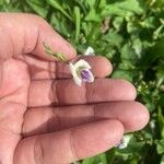 Asystasia gangetica Květ