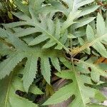 Bocconia frutescens Лист