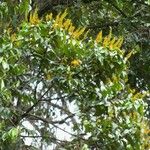 Vochysia ferruginea Habit