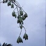 Ceiba pentandra Gyümölcs