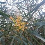 Acacia retinodes Цветок