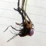 Alopecurus bulbosus Іншае