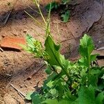 Sisymbrium erysimoides Fruit