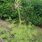 Tarenaya spinosa Plante entière