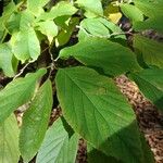 Fortunearia sinensis Blad