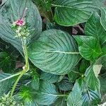 Pentas lanceolata Yaprak
