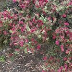 Leptospermum scoparium Cvet