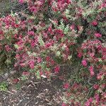 Leptospermum scoparium Květ