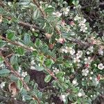 Cotoneaster microphyllus Цвят