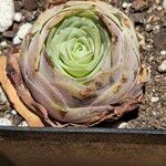 Aeonium aureum 葉