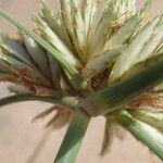 Cyperus crassipes Fula