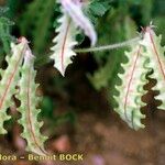 Astragalus pelecinus Frucht